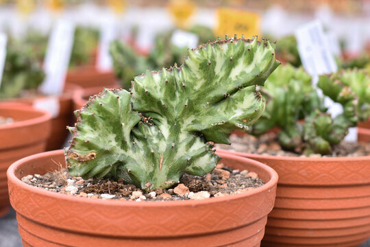 Close up of Euphorbia lactea f. cristata cactus with wavy crest shape
