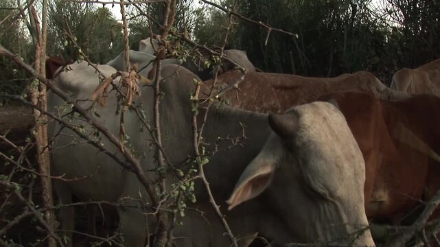 Close-up of a herd of zebu cattle crowded inside a traditional thorn-branch corral in rural Southern Ethiopia, East Africa.