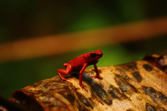 Strawberry Poison Dart Frog (Oophaga pumilio) sitting on a fallen leaf in the rainforest in the wild, Costa Rica, December 2012