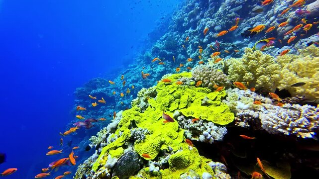 Abundant marine life and colorful corals in an underwater world filled with tropical anthias fish