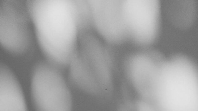 interior wall studio of moving leaves, sunlight, natural shadows overlaid on a white background.Summer concept