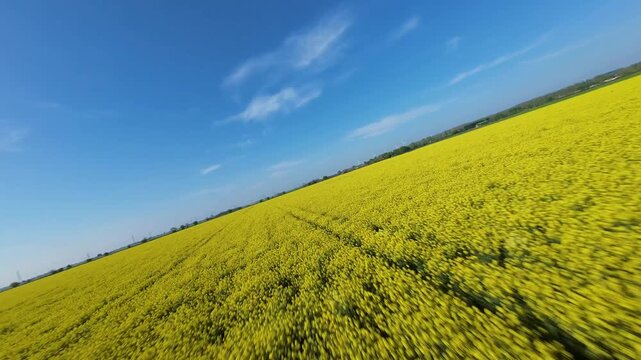 Fast low altitude FPV drone flight skimming just above bright yellow blooming rapeseed flowers in spring