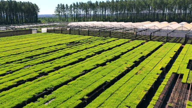 Aerial Dolly In View of Pine and Eucalyptus Seedling Nursery Rows and Greenhouses