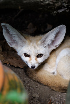 Hiding Place: Fennec Fox's Big Ears and Innocent Eyes in a Crevice