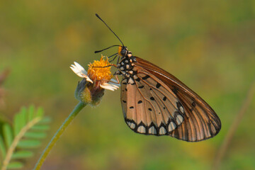 Colorful Orange Butterfly Resting on a Beautiful Flower in a Garden, Capturing Intricate Wings and Natural Beauty in a Vibrant Macro Close-Up During Spring and Summer © Ri. Lens
