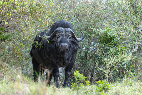The Cape buffalo, Syncerus caffer in a woodland clearing in the Masai Mara. Mara Triangle Conservancy, Kenya. One of the big five animals of Africa.