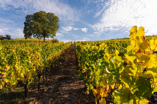 Siefersheim, Herbst 2026