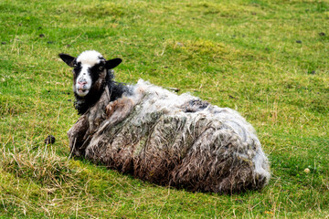 Neglected sheep with heavily matted, dirty wool lies in a green pasture and shows clear signs of inadequate care. © EKH-Pictures
