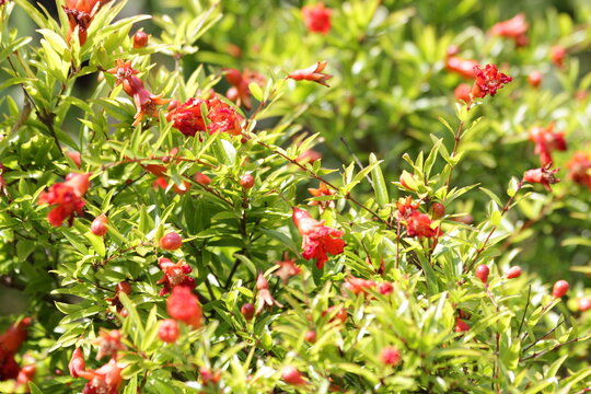 Vibrant Red Pomegranate Blossoms and Buds