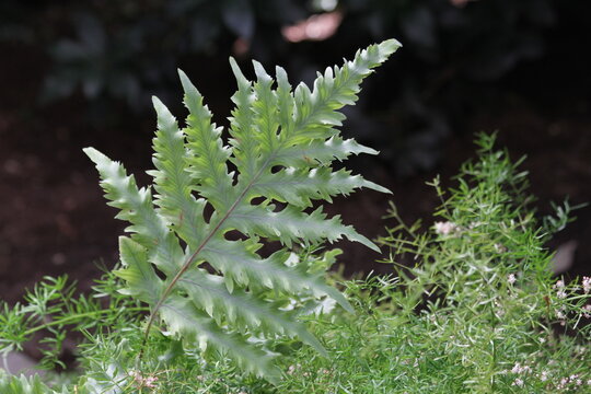 Vibrant Green Fern and Asparagus Foliage