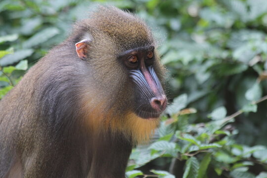 Intense Gaze of a Vibrant Mandrill Primate