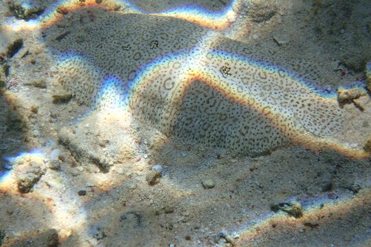 Rainbow Light Shimmers Over Camouflaged Flounder