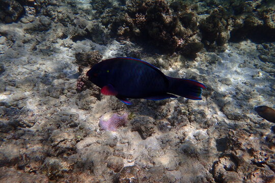 Iridescent Parrotfish Glides Over Vibrant Coral Reef