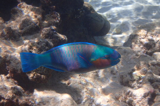Vibrant Stoplight Parrotfish Gliding Over Coral Reef