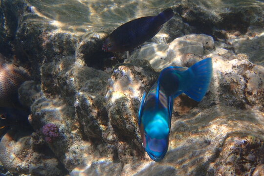 Radiant Parrotfish Over Dappled Reef