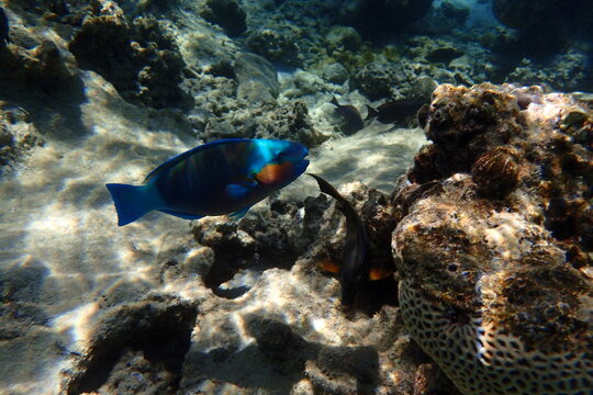 Vibrant Blue Parrotfish Navigates Sunlit Coral Reef