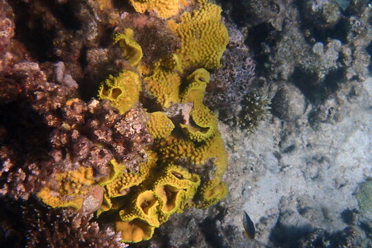 Vibrant Yellow Marine Sponges Thriving Underwater Reef