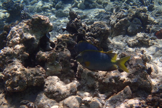 Yellowbar Angelfish Pair on Coral Reef