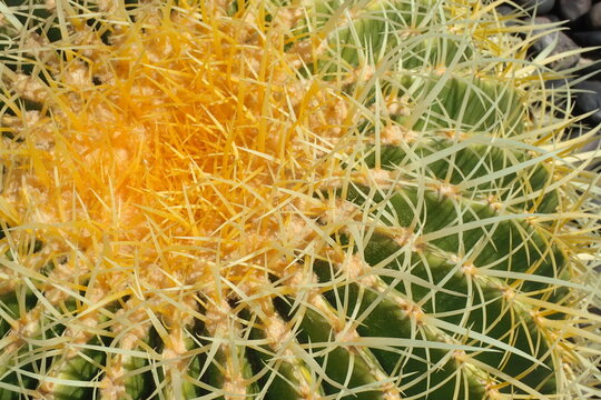 Vibrant Golden Barrel Cactus Spines Texture