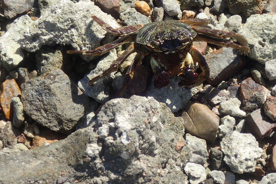 Shore Crab Resting on Sunlit Coastal Rocks