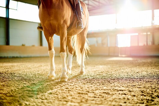 Chestnut horse and mounted rider walking across a sunlit indoor arena, with white leg markings and textured sand footing