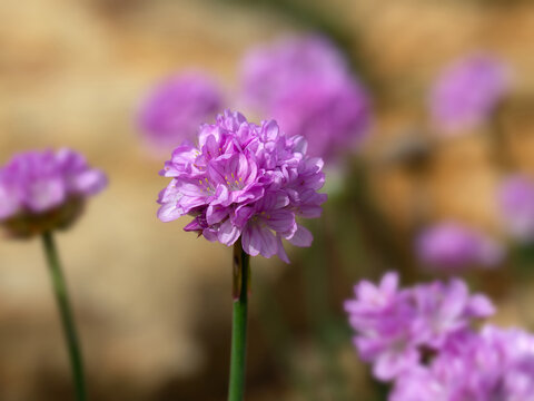 Closeup of flower of Armeria pseudarmeria 'Daydream' in a garden in Spring