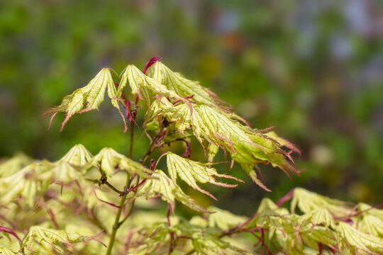 Closeup of new growth leaves of Acer palmatum 'Peaches and Cream' in a garden in Spring
