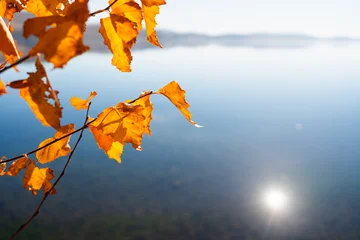 Autumn trees with yellow leaves on the shore of lake at sunrise. Calm blue water and mountains in the blurred background. © smallredgirl