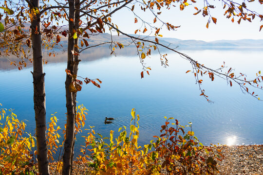 Autumn trees with yellow leaves on the shore of mountain lake at sunrise. Ducks swimming on the lake.