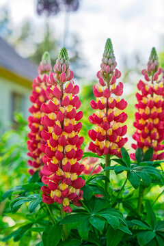 Vibrant red and yellow lupine flowers blooming in a summer garden, tall perennial spikes with green foliage, beautiful nature floral background