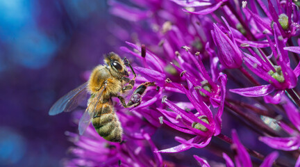 Honey bee collecting nectar on a vibrant purple allium flower in a sunny summer garden, macro photography showing detailed insect and plant life © Ilja