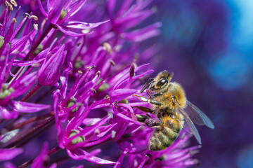 Honey bee collecting nectar from a vibrant purple allium flower in a sunny summer garden, macro photography showing detailed insect and petals © Ilja