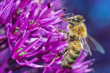 Honey bee collecting nectar from a vibrant purple allium flower in a summer garden, macro photography showing intricate insect detail and pollen © Ilja