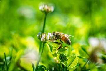 Honey bee collecting nectar from a white clover flower in a sunny meadow during June, macro photography of a pollinator in its natural habitat © Ilja
