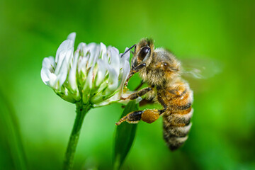 Honey bee collecting nectar and pollen from a white clover flower in a meadow during summer, macro photography of a pollinator on a green background © Ilja