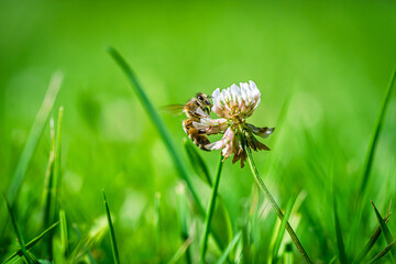 Honey bee collecting nectar from a white clover flower in a green meadow during a sunny summer day in June, close-up macro nature photography © Ilja