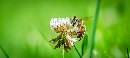 Honey bee collecting nectar from a white clover flower in a sunny meadow during summer, close up macro shot with soft green blurred background © Ilja