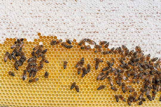 Honey bees working on a natural wax honeycomb frame, close up view of bees producing golden honey in a hive, organic beekeeping and agriculture