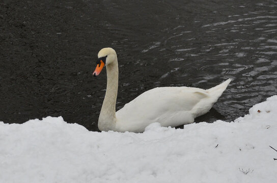Graceful white swan (cygnus olor) in the water of winter pond. Nature, winter fauna, birdwatching, wildlife protection.