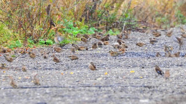 Small birds foraging beside a road and taking flight together in autumn