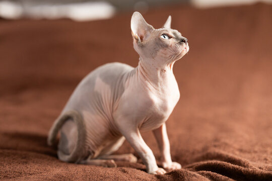 Hairless domestic pet, kitten of Sphynx breed
