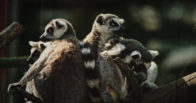 Group of Lemurs Embracing in Natural Scene