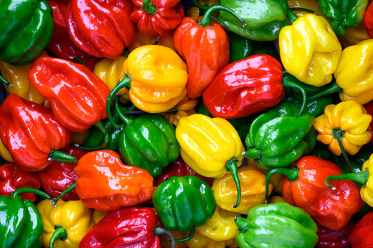 Assorted habanero peppers forming bright seamless pattern with rich colors. Fresh chili mix, organic vegetables, texture background