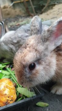 Close up side view of a tricolor rabbit eating mango peel, cute multicolored bunny chewing organic fruit waste outdoors vertical video