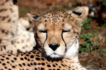 guépard © schoefolt