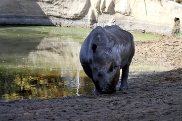 rhinocéros © schoefolt