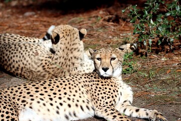 guépard © schoefolt