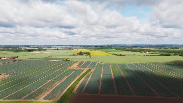 Aerial view of farmland under partly cloudy skies. Rows of crops stretch across the landscape. Distant yellow fields contrast with green patches. Lincolnshire, UK, Farm Workers