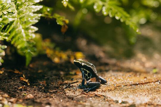 small black and yellow poison dart frog perched on damp forest floor among blurred green foliage and sunlit b0