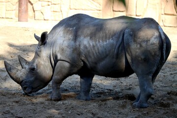 rhinocéros © schoefolt